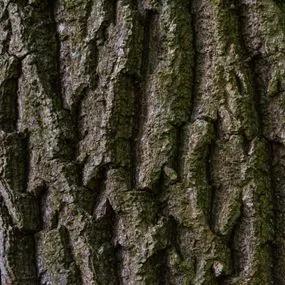 Poplar Black (Populus nigra) 3